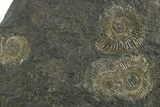 Fossil Ammonite (Dactylioceras) Cluster - Posidonia Shale, Germany #353534-1